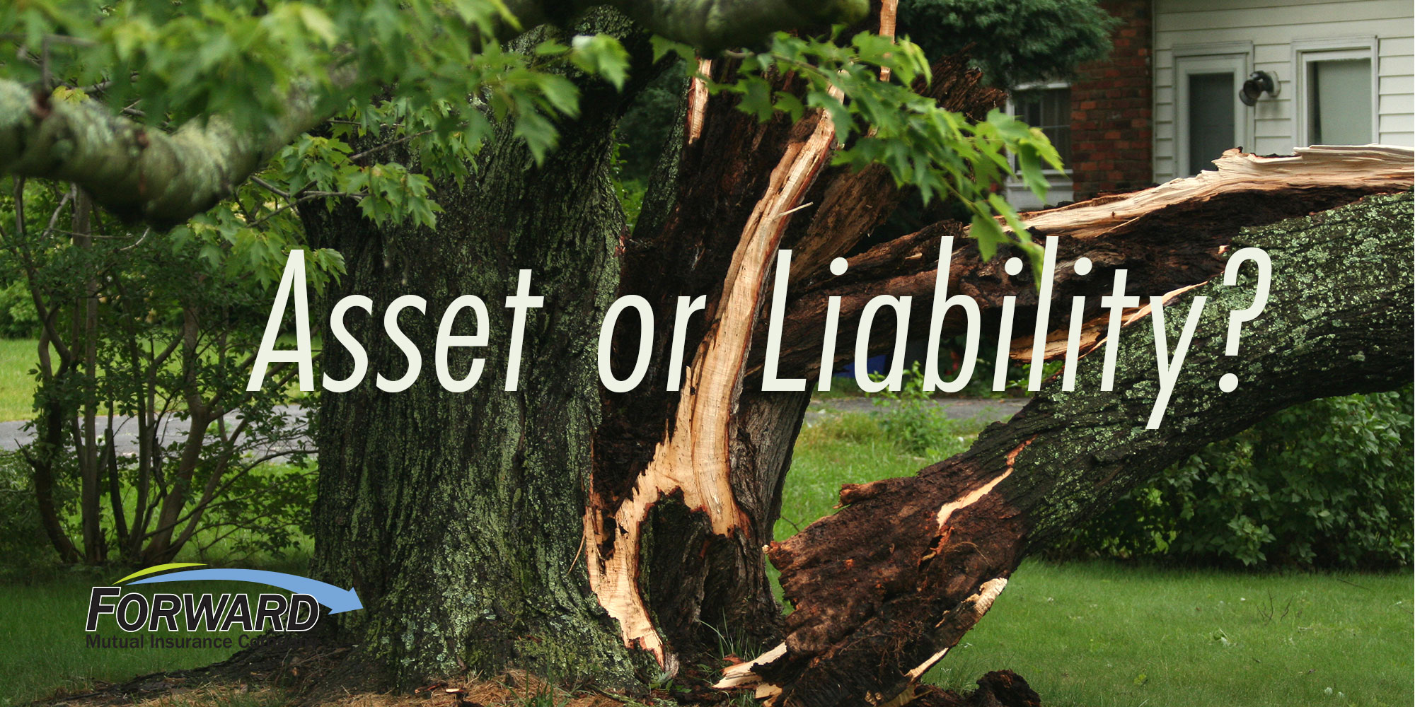 Protect Your Home From Falling Trees